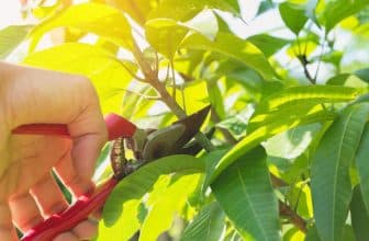 Förstå hur olika växter ska beskäras och få ett toppresultatet