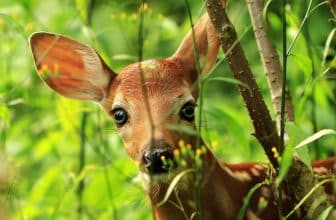 5 sätt att hålla rådjur borta från din trädgård