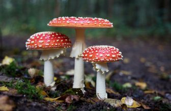Har du svampögon? Så hittar du de goda och ätbara svamparna
