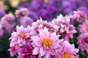 Njut av sensommarens blomster – plantera nytt