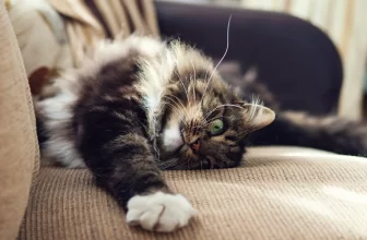 Hjälp! Min katt klöser på soffan