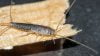 Så håller du de otrevliga silverfiskarna borta