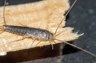 Så håller du de otrevliga silverfiskarna borta