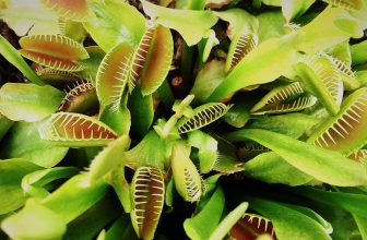Carnivorous plants – predators in your window