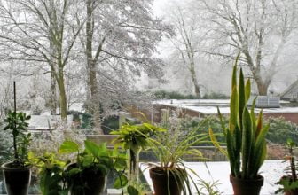 Trädgårdsmästarens tips inför vårens frostnätter: Så räddar du växterna