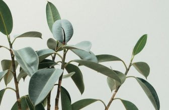 Vill du få fler exemplar av dina favoritväxter gratis?