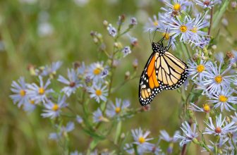 Så får du fjärilarna att trivas i din trädgård