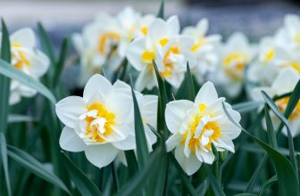 Dags att plantera vårblommor – så  lyckas du