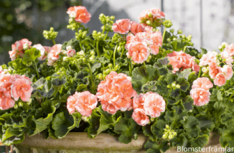 Årets pelargon – Astrid