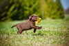 Vad behöver en hundvalp? 11 tips för din nya familjemedlem
