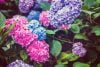 Hortensia – så tar du hand om trädgårdsfavoriten