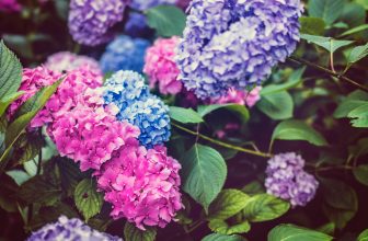 Hortensia – så tar du hand om trädgårdsfavoriten