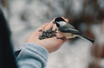 Så räddar du fåglarna i vinter