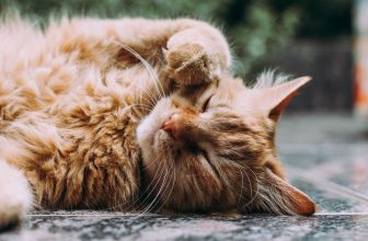 5 bra djurprodukter till ditt hemma-apotek