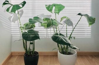 Enkla tips om hur du sköter dina krukväxter