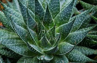 Vanliga inomhusväxter som är giftiga för din hund