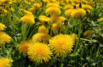 yellow flower with green leaves