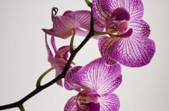 purple moth orchids in close up photography