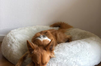 Hur man tvättar en hundbädd – 6 steg 