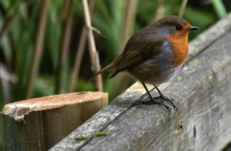 Skapa ett säkert och välkomnande fågelbad för småfåglar