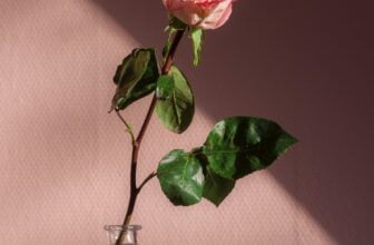 Floristernas råd om hur du håller rosor fräscha längre!