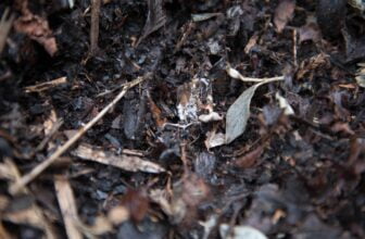 Kompostering på Hösten: Skapa näringsrik kompost för att berika din trädgård till våren