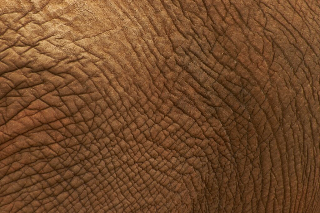 a close up view of an elephant's skin