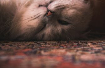 long-fur cat rolling over on floor with rug closeup photography