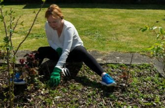 a person planting a tree