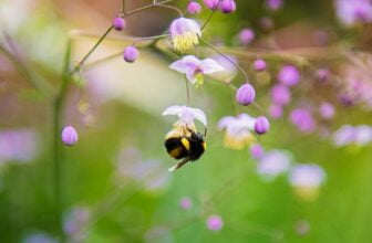 Close-up Photography of Honeybee
