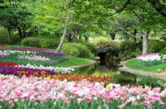 purple flowers near green trees and river during daytime