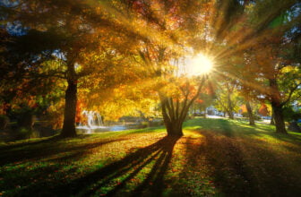 3 saker du behöver fixa i trädgården innan kylan kommer