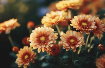 5 höstblommor som gör din trädgård full av färg just nu