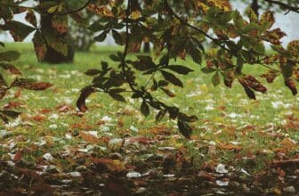 Den dolda höstfaran som långsamt förstör din trädgård