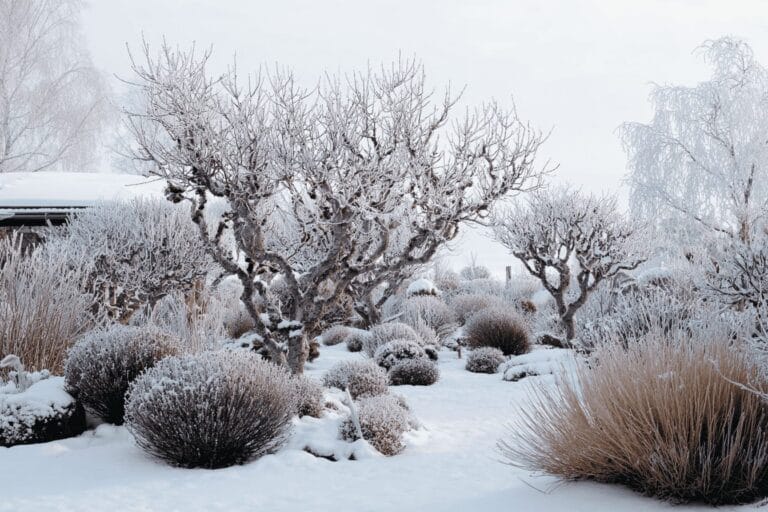 5 enkla tips för en vacker vinterträdgård