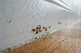 Varningstecken på skadedjur i hemmet du missar