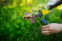 Veckans Gröna Tips: Midsommarblommornas magi