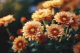 5 höstblommor som gör din trädgård full av färg just nu