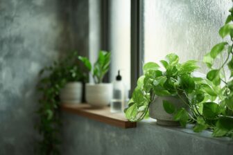 Så väljer du växter som trivs bäst i badrummet