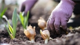5 bästa tipsen för extra blommande vårlökar