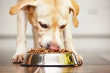 Köp den bästa maten till din hund