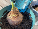 Så planterar du Amaryllis till jul