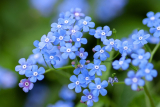 Blommor som du kan plantera ut nu och i höst