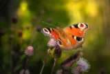 Hur man lockar pollinerade insekter till sin trädgård