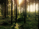 Tips: 7 naturreservat du inte får missa