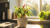 Så kul och enkelt är det att odla din egen chili hemma