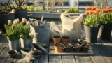 Så väljer du rätt jord för blomstrande resultat