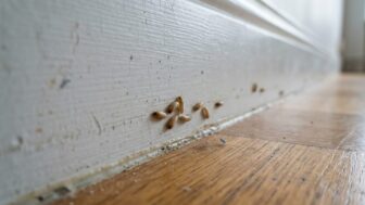 Varningstecken på skadedjur i hemmet du missar