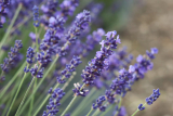 Använd lavendel – på 5 olika sätt