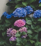 Allt du behöver för att lyckas med hortensia – skötsel, sorter och plantering